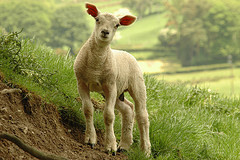 lamb