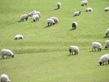 Grazing sheep